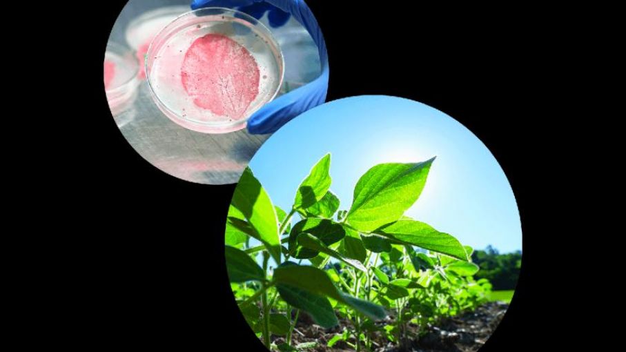 NewLeaf Symbiotics revoluciona la agricultura con microbios benéficos y expansión global