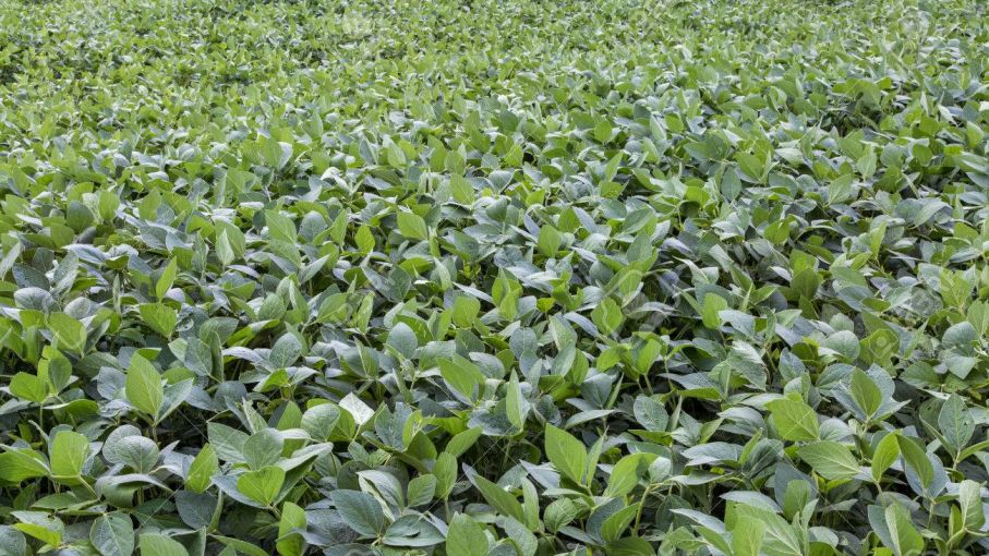 USDA divide la atención pero vuelve a traer sorpresas; La cosecha brasileña sigue siendo alta