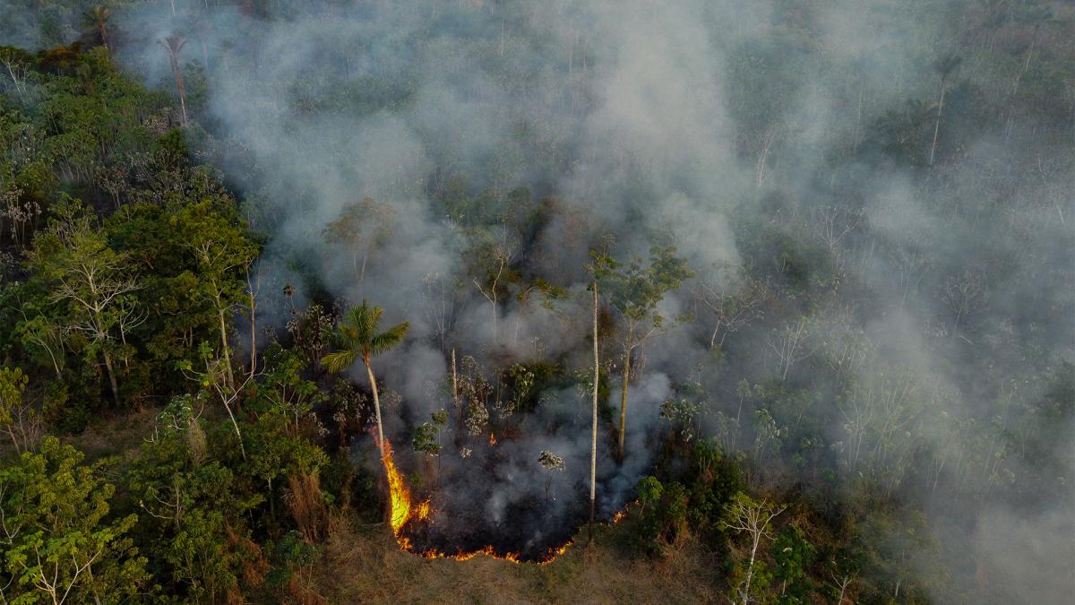 El cambio climático fue "el principal responsable" de la sequía de la Amazonia
