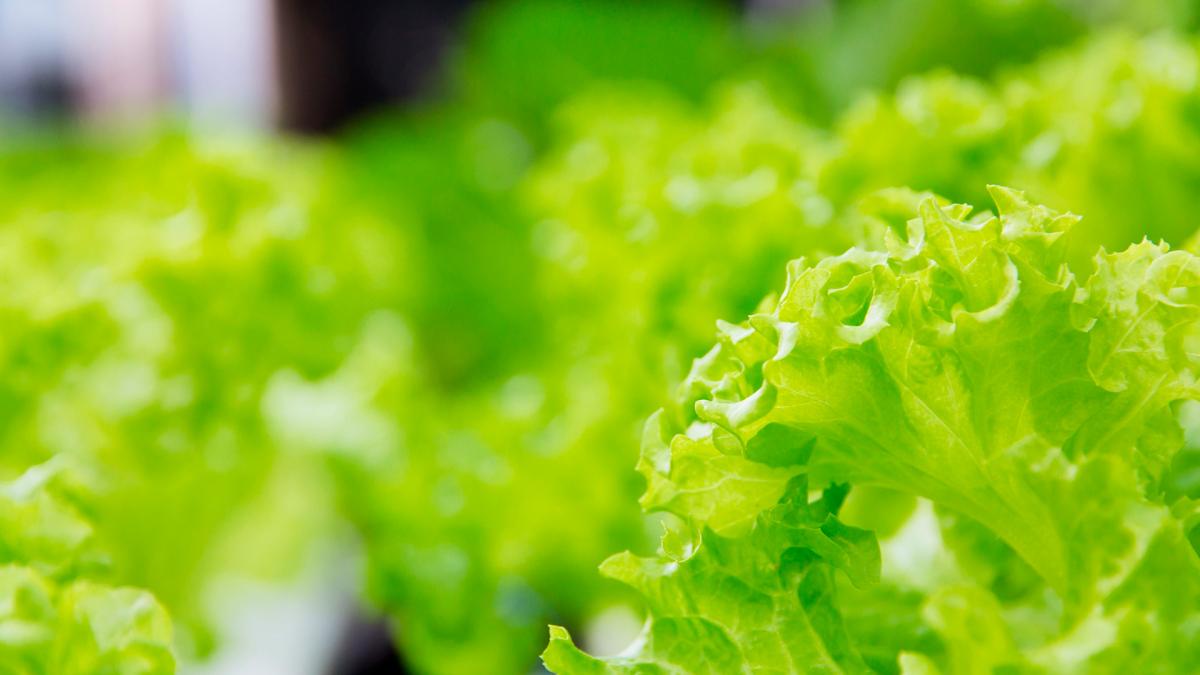 Especialistas del Conicet encuentran ibuprofeno en cultivos de lechuga baby