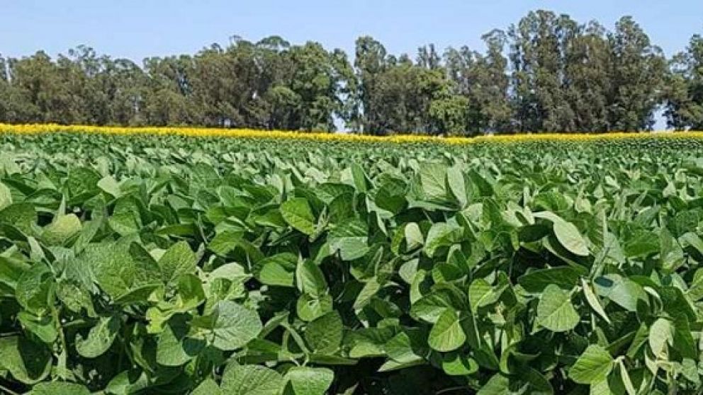 Soja: potencial de produccin en aumento pero dependiente de las lluvias