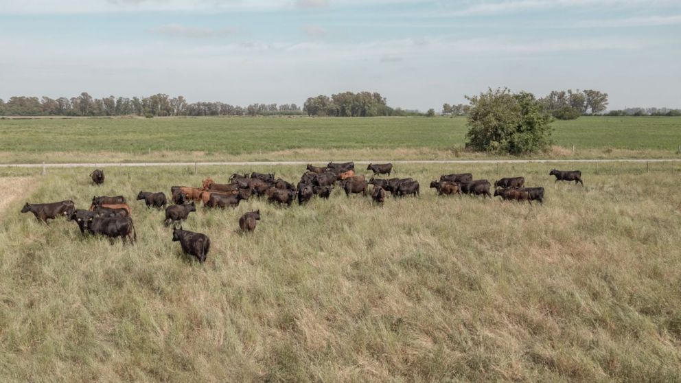 Mitos de la carne: engordar vacas no multiplica asados
