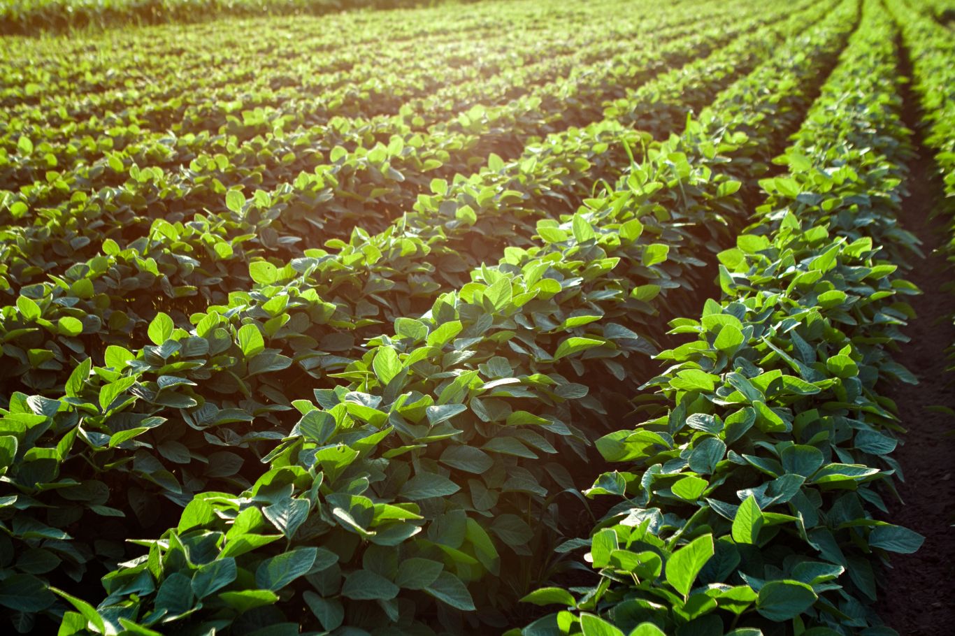 Cuáles son las fortalezas que sostienen al agro argentino