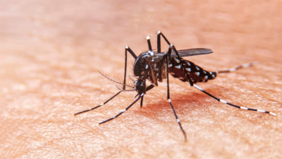 El aumento del dengue en América del Sur impulsa una campaña de vacunación mientras se agota el repelente de insectos