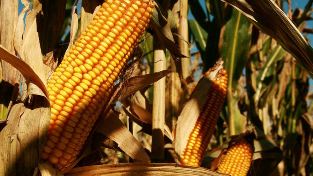 El calor y la falta de lluvias recortan las expectativas de la cosecha de maíz