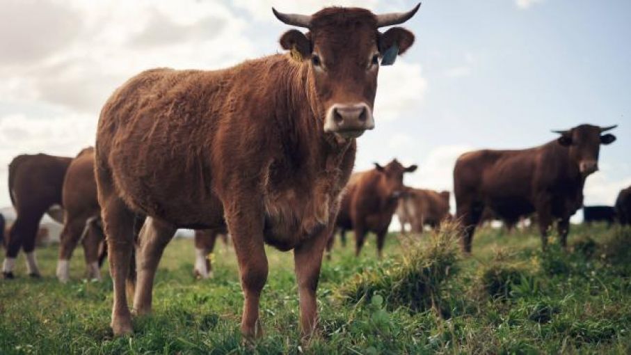 Fedegán explica la persistencia del alto precio de la carne en Colombia