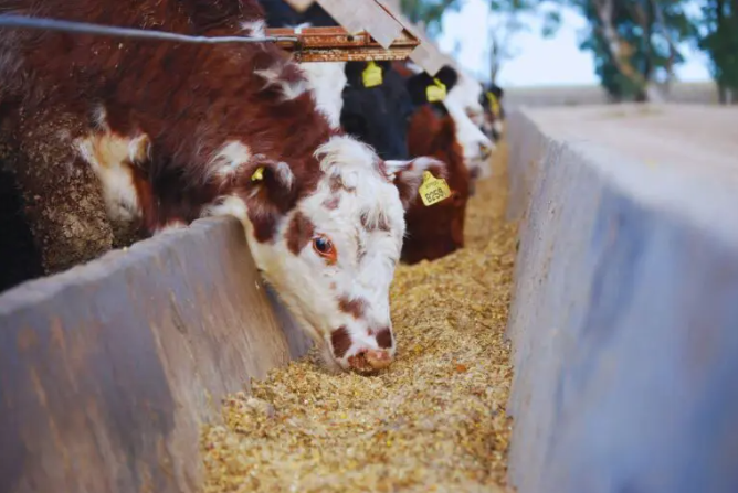 Manejo y cuidado de bovinos en altas temperaturas: Estrategias del INTA para mitigar el estrés por calor