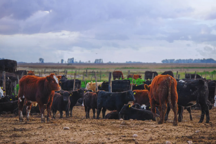 Manejo y cuidado de bovinos en altas temperaturas: Estrategias del INTA para mitigar el estrés por calor