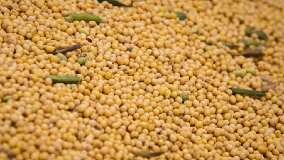 Mercados Agrícolas: Variaciones en precios de soja, maíz y trigo en Rosario y Chicago