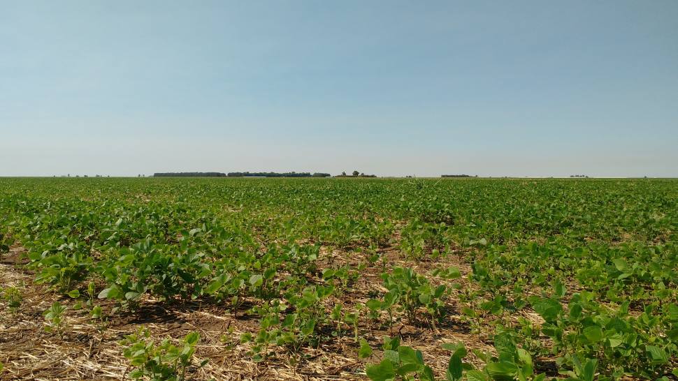 La soja enfrenta el desafío de la ola de calor: Perspectivas y posibles pérdidas