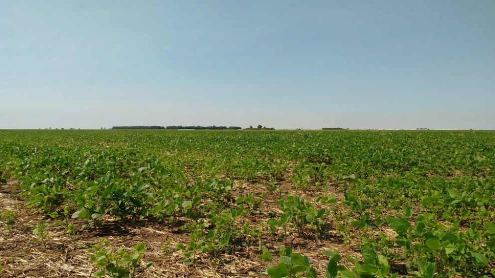 La soja enfrenta el desafo de la ola de calor: Perspectivas y posibles prdidas