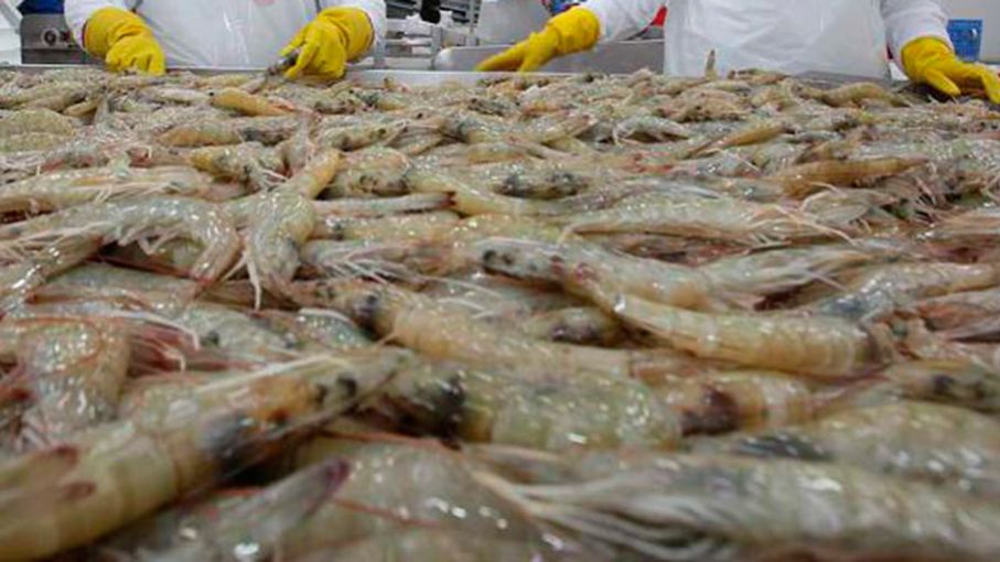 Marcovia lanza SOS por cierre de mercado Mexicano al camarón Hondureño
