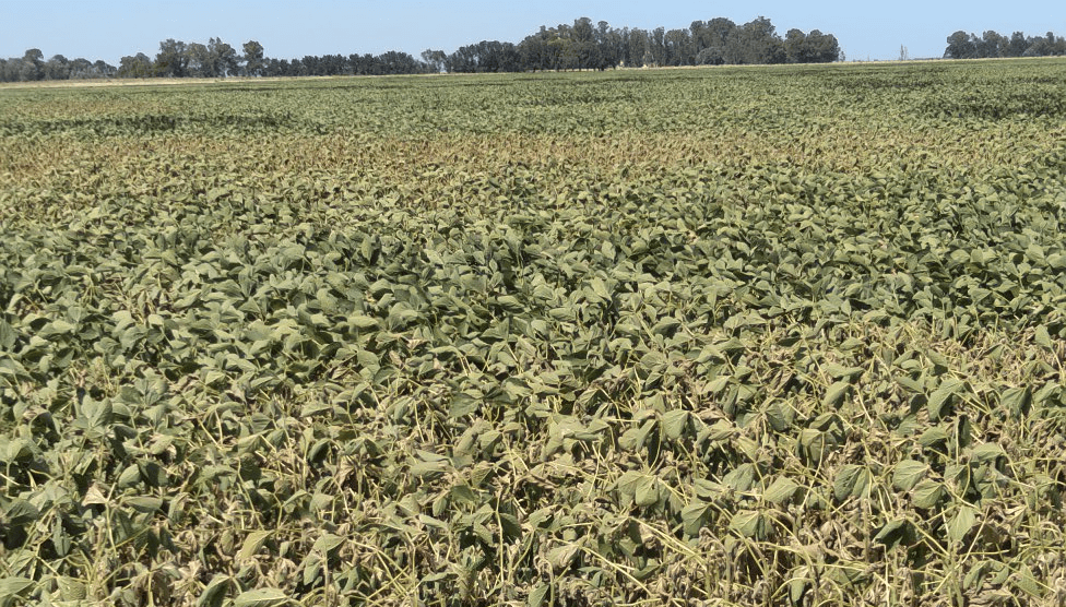 Por el calor extremo de las últimas semanas el potencial de soja de primera cayó hasta 30%
