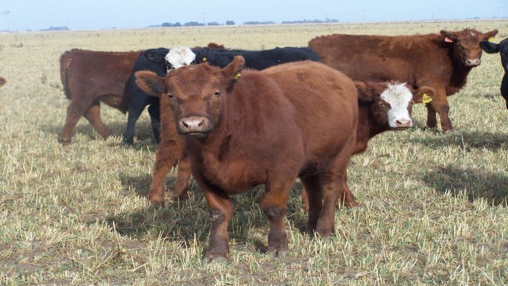 El negocio ganadero en Argentina: Un giro estratgico con la retencin de terneros