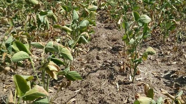 Sequía impacta cuatro Provincias sojeras Argentinas: ORA reporta condiciones críticas