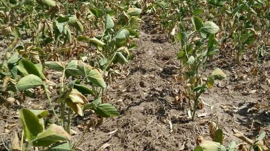 Sequía impacta cuatro Provincias sojeras Argentinas: ORA reporta condiciones críticas