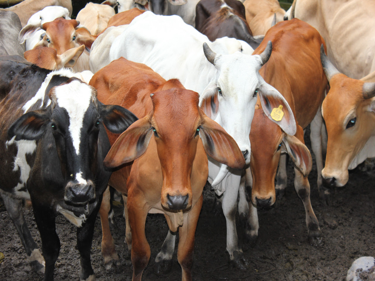 Colombia expande su mercado ganadero: Nuevas puertas se abren para la exportación de carne bovina a El Salvador