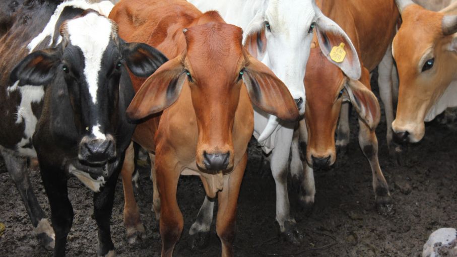 Colombia expande su mercado ganadero: Nuevas puertas se abren para la exportación de carne bovina a El Salvador