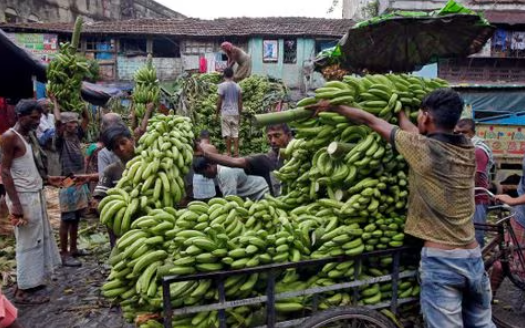 Rusia se vuelca a la India para importar Bananas tras disputa con Ecuador