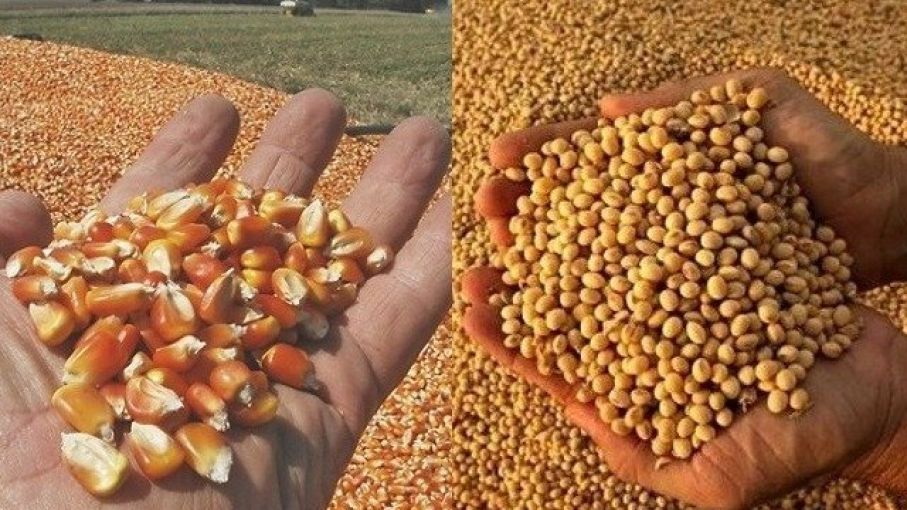 El USDA augura una retracción del área sembrada de maíz mayor a la esperada 