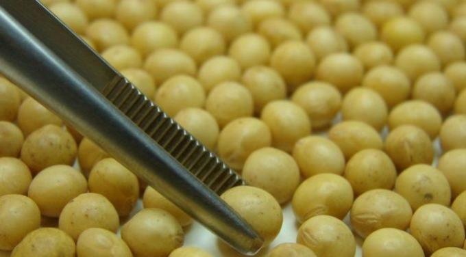 Argentina aprueba nueva soja transgénica exclusiva para uso agroindustrial