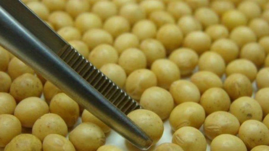 Argentina aprueba nueva soja transgénica exclusiva para uso agroindustrial