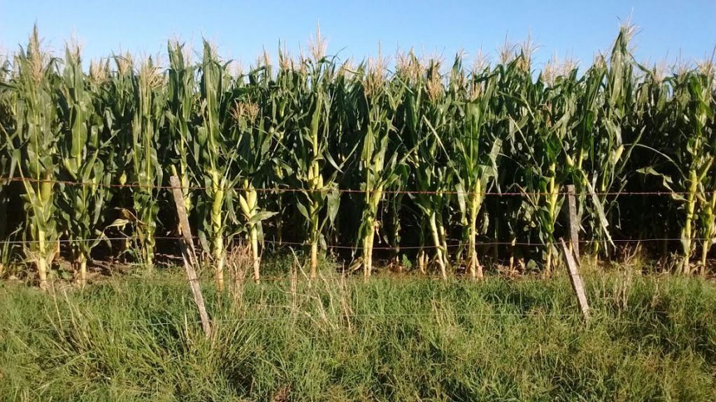 Productores en aprietos: El costo de la Urea devora los márgenes de rentabilidad del maíz