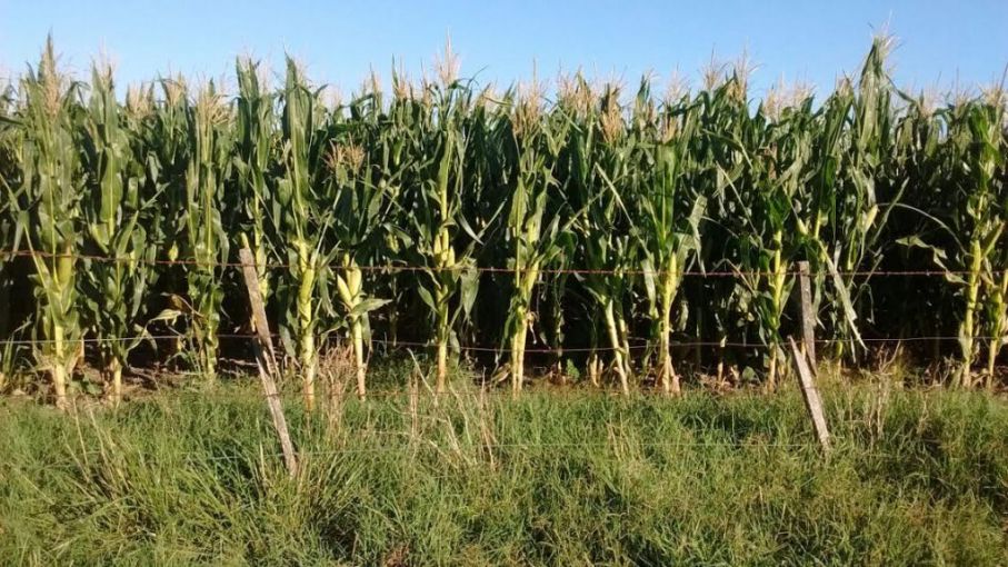 Productores en aprietos: El costo de la Urea devora los márgenes de rentabilidad del maíz