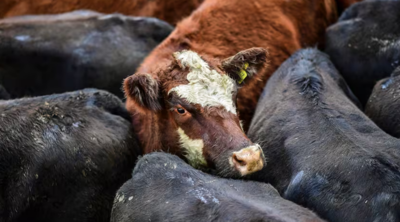 Precios de la hacienda en alza en Cañuelas tras lluvias recientes