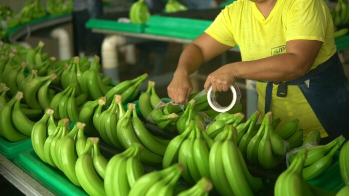 Bananeros Ecuatorianos luchan por precios justos y sostenibilidad en Fruit Logistica 2024