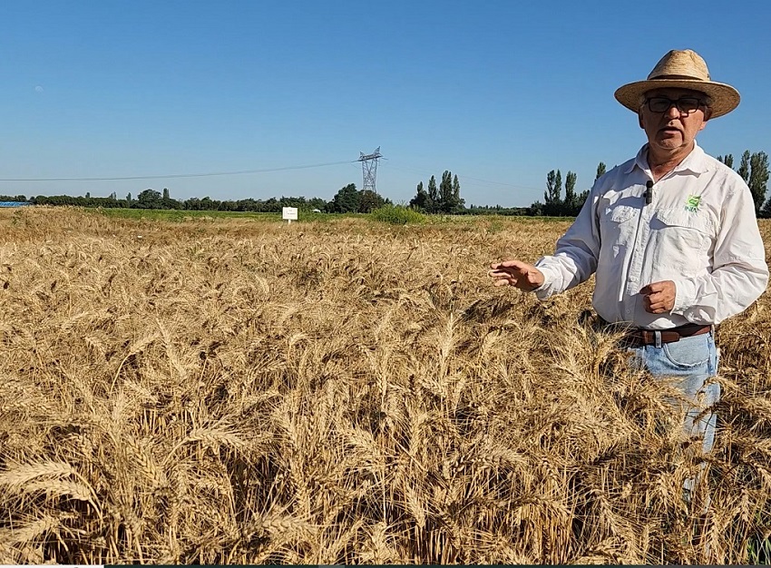 INIA revela siete nuevas variedades de cereales para revolucionar la Agricultura  de Chile