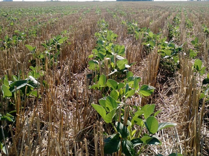 Del récord a la cosecha recortada: el optimismo que no dejó ver lo que se vivía en los lotes