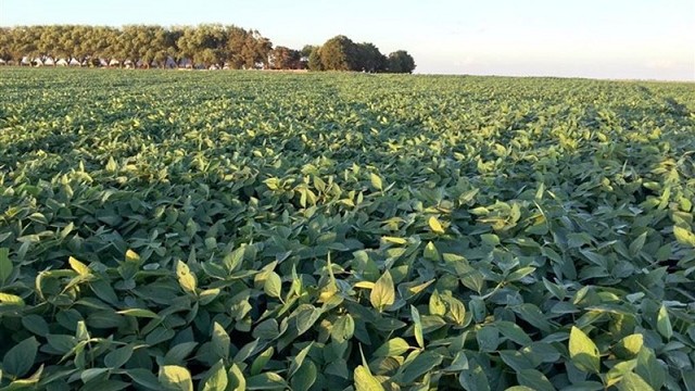 Soja de segunda: el cultivo que parecía perdido y ahora empuja la campaña a 48,5 millones de toneladas