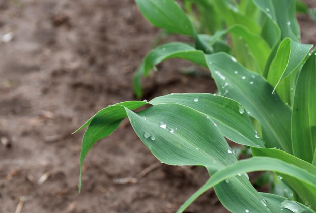 BASF revoluciona el control de malezas en el maíz con el lanzamiento de Surtain