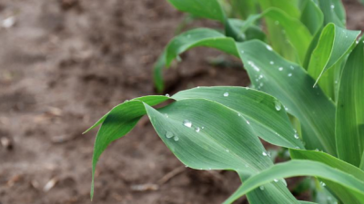 BASF revoluciona el control de malezas en el maíz con el lanzamiento de Surtain