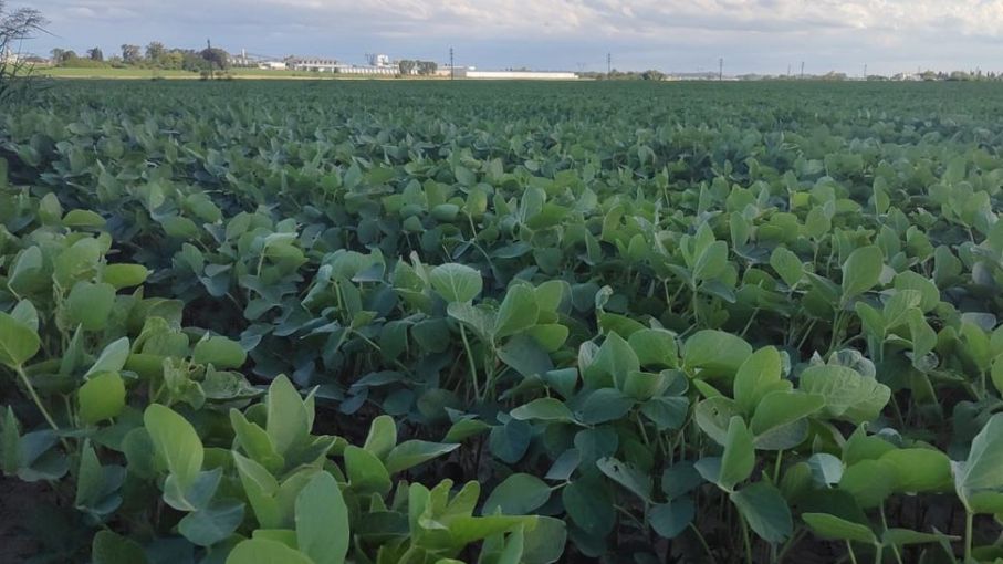 Las lluvias generan "muy favorables" expectativas para la soja en el centro y norte de Santa Fe