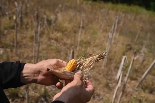 Fenómeno de El Niño: Impacto en agricultura y economía en Latinoamérica