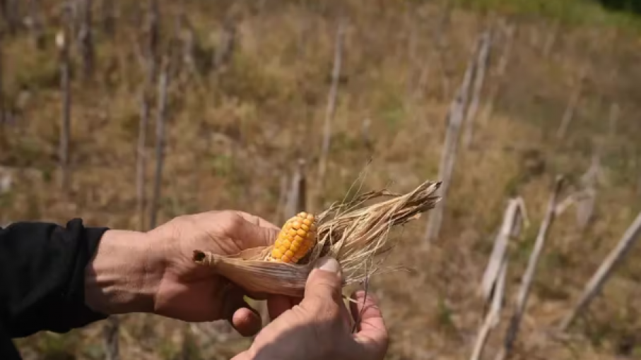 Fenómeno de El Niño: Impacto en agricultura y economía en Latinoamérica