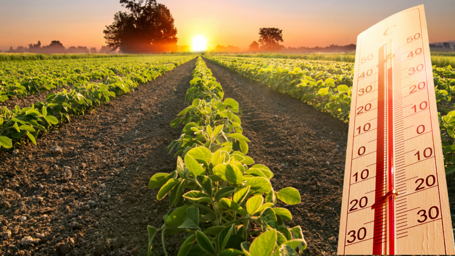 Por la ola de calor, se perderán entre 20% y 30% de los cultivos de soja