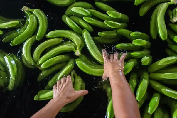 Rusia reactiva las exportaciones de Banano desde Ecuador: Fin al veto y nuevas oportunidades comerciales