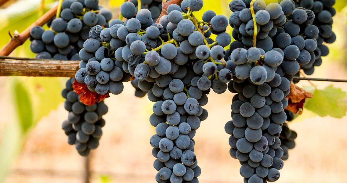 Con 10.777 hectáreas cultivadas en el país, la uva Syrah celebra su día mundial