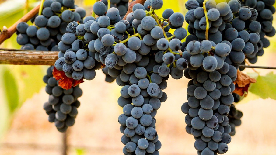 Con 10.777 hectáreas cultivadas en el país, la uva Syrah celebra su día mundial