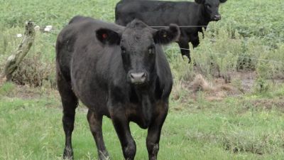 La genética lidera el cierre de un año prometedor para la ganadería argentina