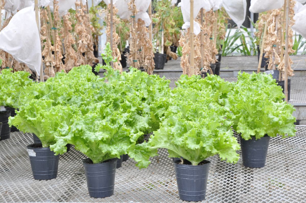 Se autorizó al INTA a realizar ensayos con lechuga para obtener una variedad mejorada