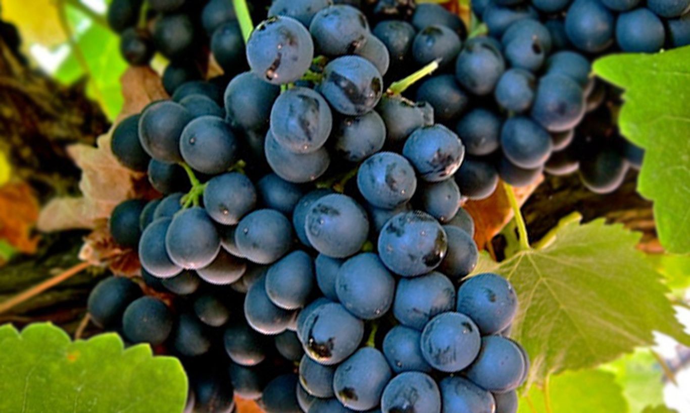 Syrah, un varietal bien arraigado al suelo de San Juan 