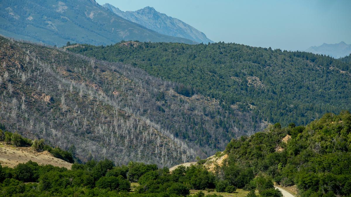 Incendios en la Patagonia andina: por qué los expertos prevén cada vez más fuego