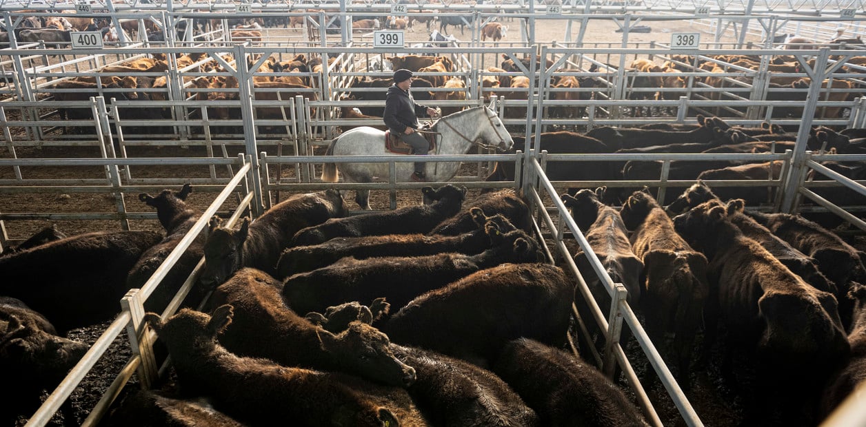 Fluctuaciones en el Mercado Agroganadero de Cañuelas: Novillitos y vaquillonas con bajas significativas