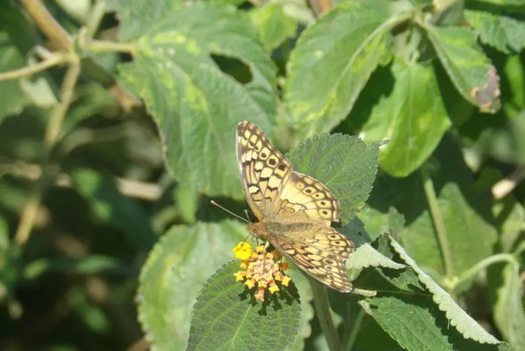Estudian el estado de la biodiversidad en establecimientos agropecuarios