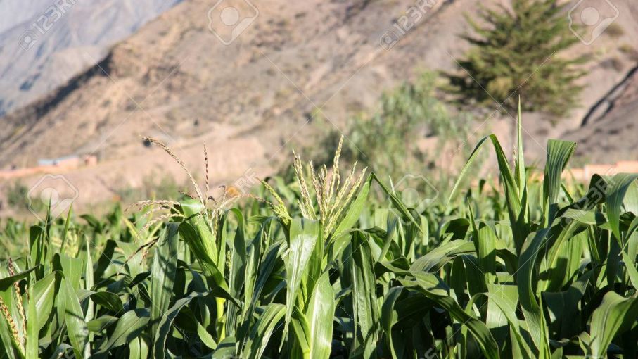 Bolivia atraviesa una gran crisis: Sequía, escasez de dólares y altas comisiones amenazan la producción