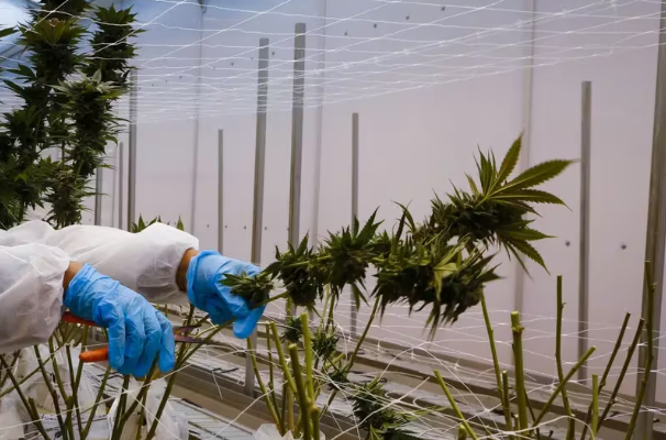 Cambios en las reglas para el sector cannabis en Colombia: Gobierno Petro modifica Normativas clave